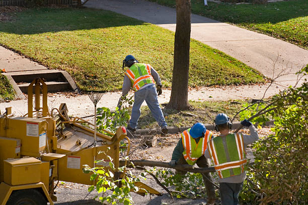 How Our Tree Care Process Works  in  Monee, IL