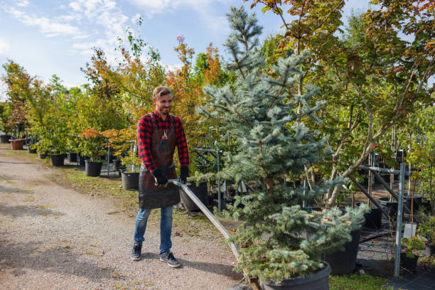 Best Hedge Trimming  in Monee, IL