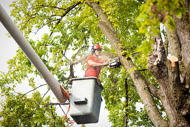 Best Arborist Consultation Services  in Monee, IL